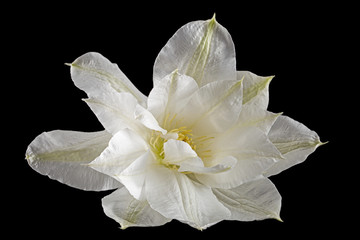 Fototapeta na wymiar White flower of clematis, isolated on black background