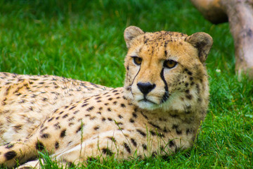Cheetah lying on the ground. Acinonyx jubatus