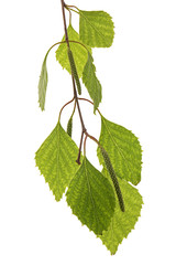 Fototapeta premium Sprig of birch with young foliage, on white background