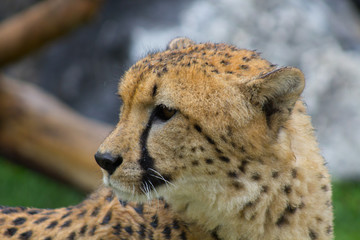 Portrait of a cheetah. Close up of a Cheetah. 
cheetah looking to the left. Acinonyx jubatus.Acinonyx jubatus