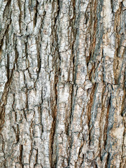 Tree bark close-up in vertical orientation, texture.