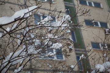 Snow on the bushes, sunny weather in the city Снег на кустах, солнечная погода в городе 