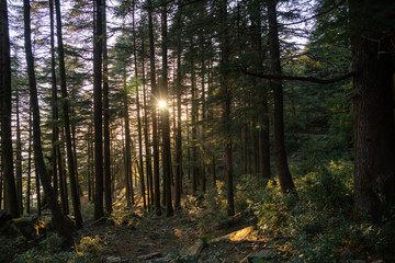 Triund Trek sun rays in the woods view in India 