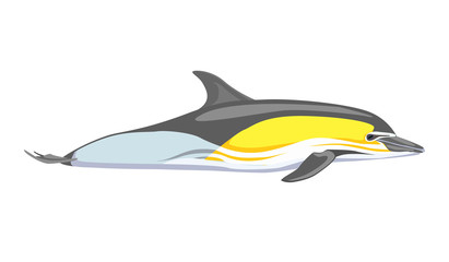 Cute dolphins. Vector illustration. Color dolphin. Delphinus delphis