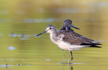 Common Greenshank (Tringa nebularia) in the wild.