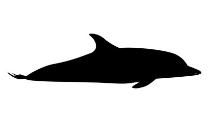 Obraz premium Color dolphin. Delphinus delphis. Dolphins vectorю Cute dolphin illustration.