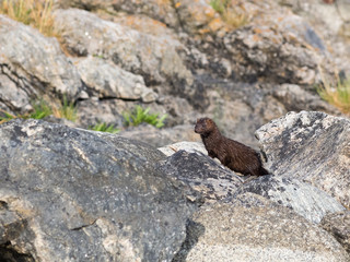 Mink on a rock by the shore of the Baltic Sea