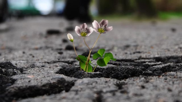 Young flowers break through and grow through the cracked asphalt in the city, the life force of nature, time lapse.