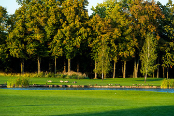 Fototapeta premium large open landscaped meadows with bushes and shrubs decorated in landscaping