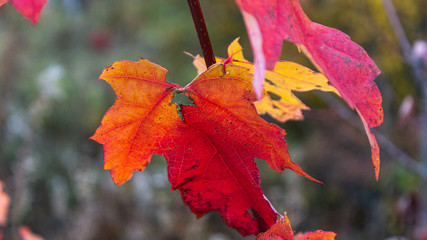Fototapeta premium red maple leaf
