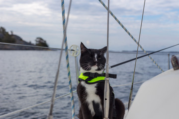 domestic cat wearing a life jacket on a boat