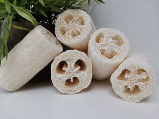 Fototapeta premium Luffa Loofah. Vegetable Sponge
