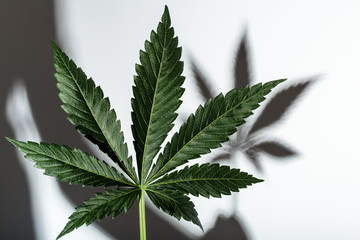 Cannabis leaf with shadow