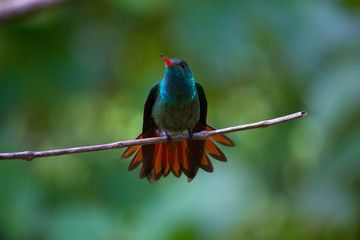 Close up Honduran Emerald Hummingbird, Amazilia luciae. This bird is found only in Honduras. Green tropical background. The Lodge at Pico Bonito, Honduras.