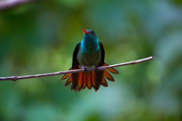 Close up Honduran Emerald Hummingbird, Amazilia luciae. This bird is found only in Honduras. Green...