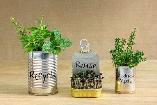 Reused tin cans containing herbs and growing salad greens with Recycle, Reuse, Reduce waste text written on cans. Zero waste at home, save money, recycle and grow your own food.
