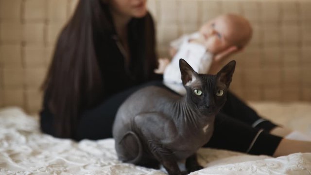 Sphynx cat sits near mother and baby toddler on white bed
