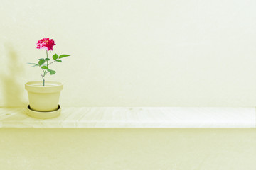 Beautiful rose plant on vase (pot) isolated on white