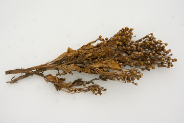 Tobacco leaves and seed dried in the air.