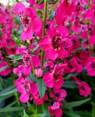 Bright pink color of Angelonia tiny flowers