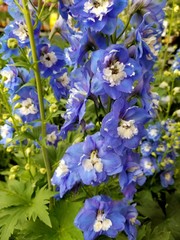 Beautiful blue Delphinium flowers, a perennial upright plant