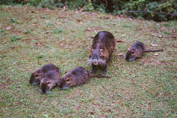Animal families in natural environment. Wild baby coypu Myocastor Coypus following his mother. Coypu family with babies resting. Family of many little nutria and mom near lago di garlate Lecco city