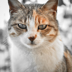 Naklejka premium tame cute angry sharp-looking domestic cat, pet, wild-looking cat