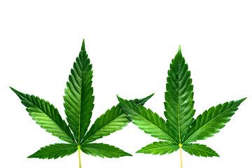 Cannabis is a standoff between a drug and a medicine. Green background of leaves.Close-up young hemp. Medicinal indica with CBD.Green cannabis leaves isolated on white background.