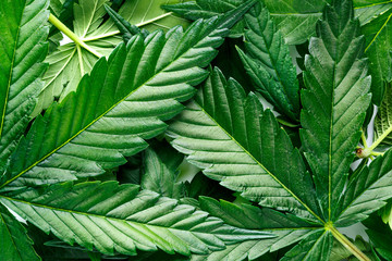 Cannabis is a standoff between a drug and a medicine. Green background of leaves.Close-up young hemp. Medicinal indica with CBD.
