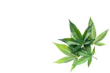 Cannabis is a standoff between a drug and a medicine. Green background of leaves.Close-up young...