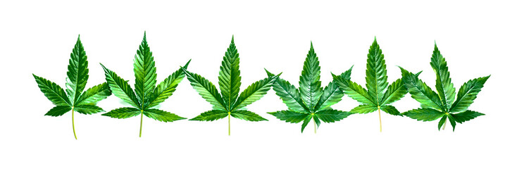 Cannabis is a standoff between a drug and a medicine. Green background of leaves.Close-up young hemp. Medicinal indica with CBD.Green cannabis leaves isolated on white background.