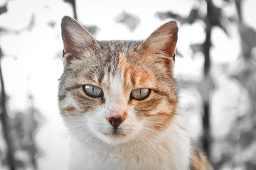 Naklejka na ściany i meble tame cute angry sharp-looking domestic cat, pet, wild-looking cat