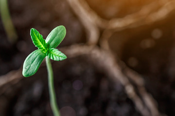A small plant of cannabis seedlings at the stage of vegetation planted in the ground in the sun, eceptions of cultivation in an indoor marijuana for medical purposes, marijuana flower from seed
