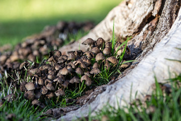 hongos saliendo a los pies de un arbol