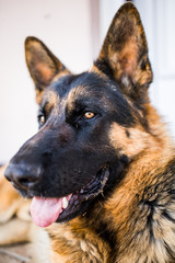 Beautiful male German shepherd dog on the leash resting in the backyard.