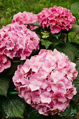Pink hydrangea flowers with large inflorescences and leaves with raindrops in the garden. Natural floral background. Rainy weather. Gardening season.