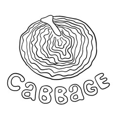 Stylized outline vector cabbage  in black lines isolated illustration. White background, vector. Organic vegetarian product. Cabbage set applicable for restaurant menu or packaging, label, print.
