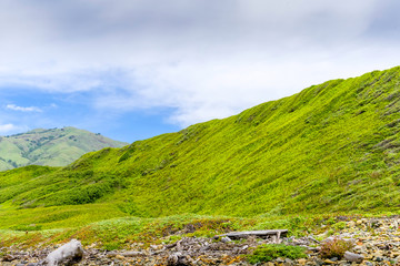 Hillside of Green Vegetation