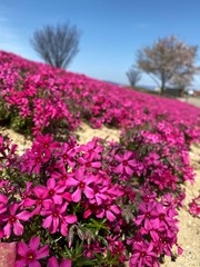Fototapeta premium 芝桜 春 ピンク シバザクラ