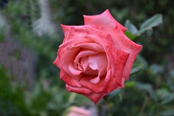 Red rose with water drops