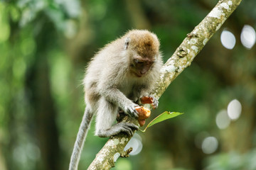 monkeys in the forests of asia