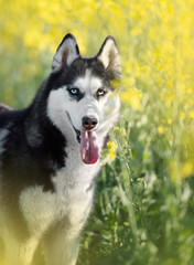 dogs husky rapeseed field summer is Sunny