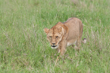 lioness  hunting east Africa Serengeti national park 