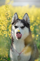 dogs husky rapeseed field summer is Sunny