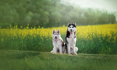 dogs husky rapeseed field summer is Sunny © Юлия Гасс