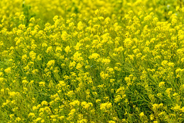 Field of Yellow Mustard, Flowers