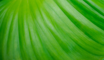 Background green leaves closeup