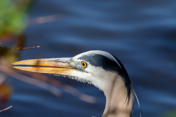 great blue heron ardea cinerea