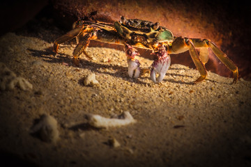 crab on the beach