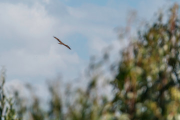 Black kite flying high in the clouds (Milvus migrans)